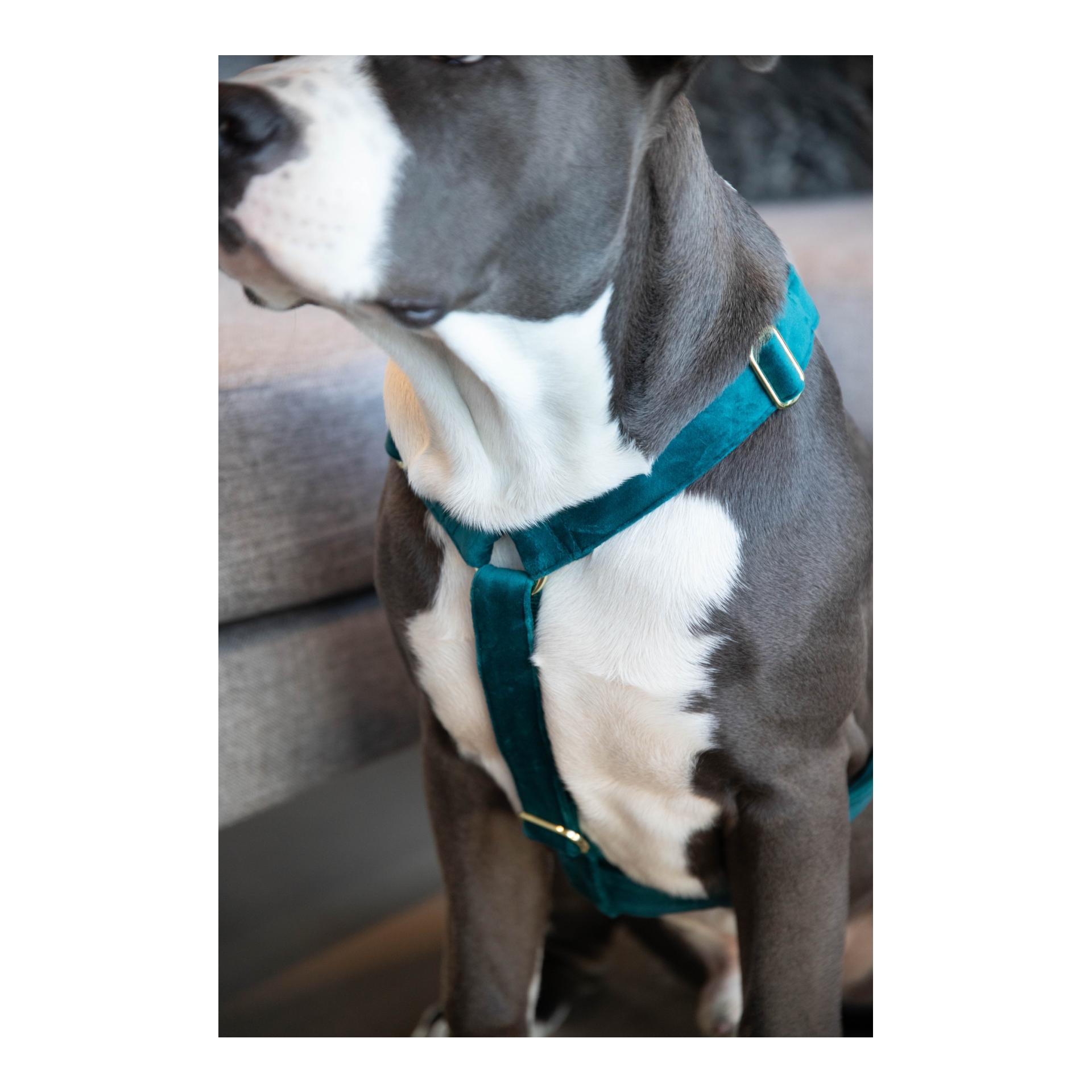 Hundegeschirr Loop Velvet - emerald Hundegeschirr Loop Velvet - emerald