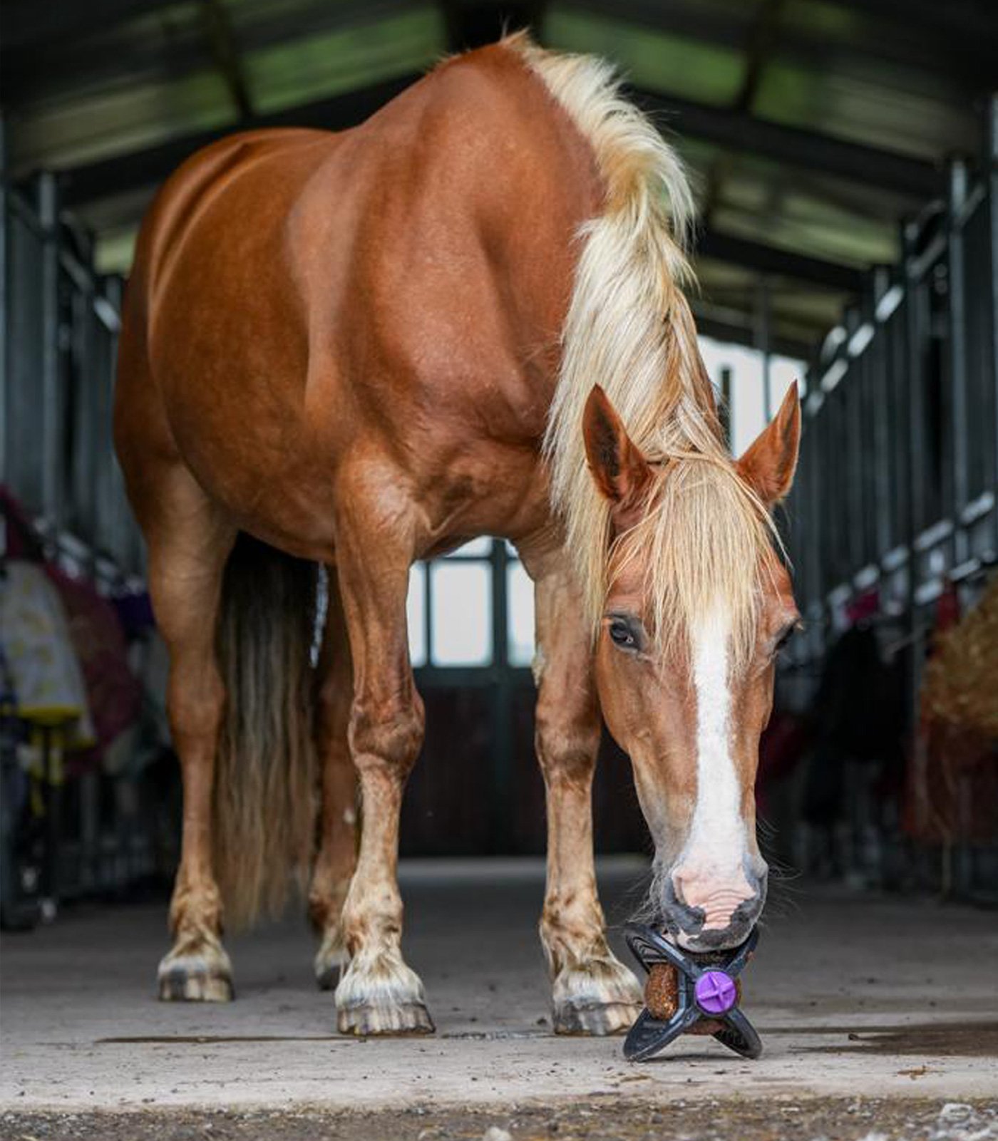 Bizzy Horse Bizzy Ball