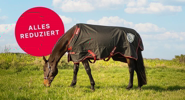 Abverkauf-Stallone-06