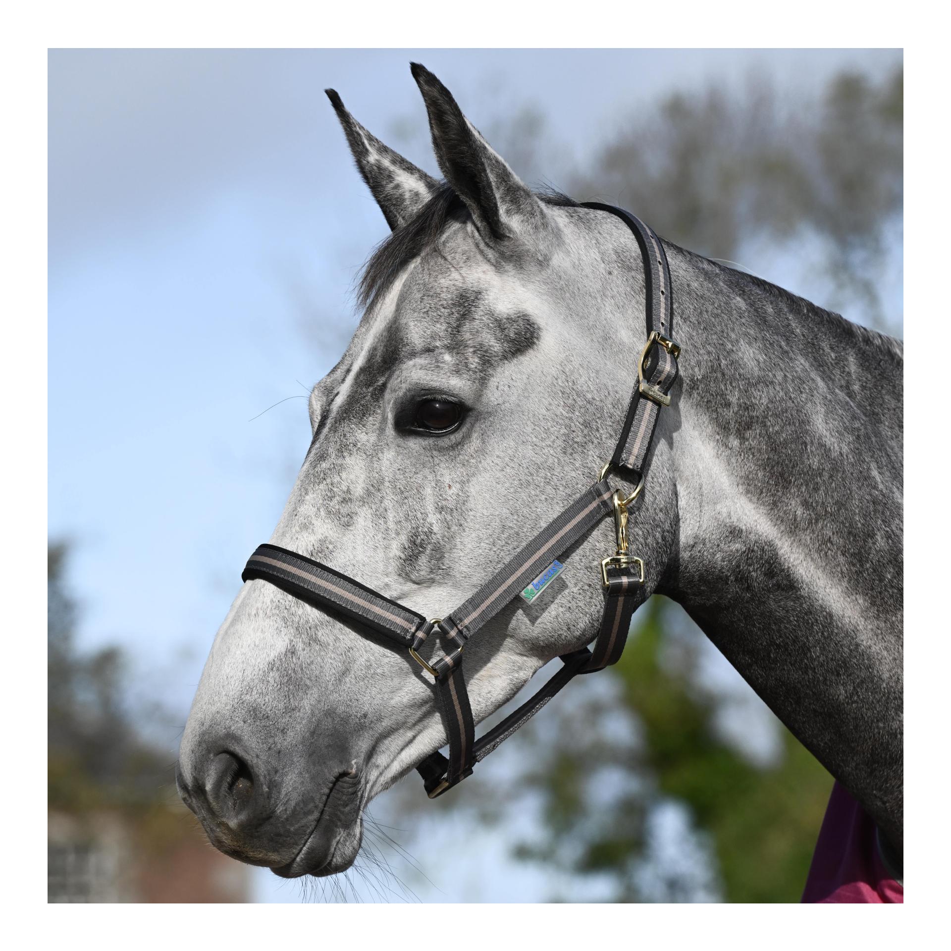 Halfter Freedom Dublin