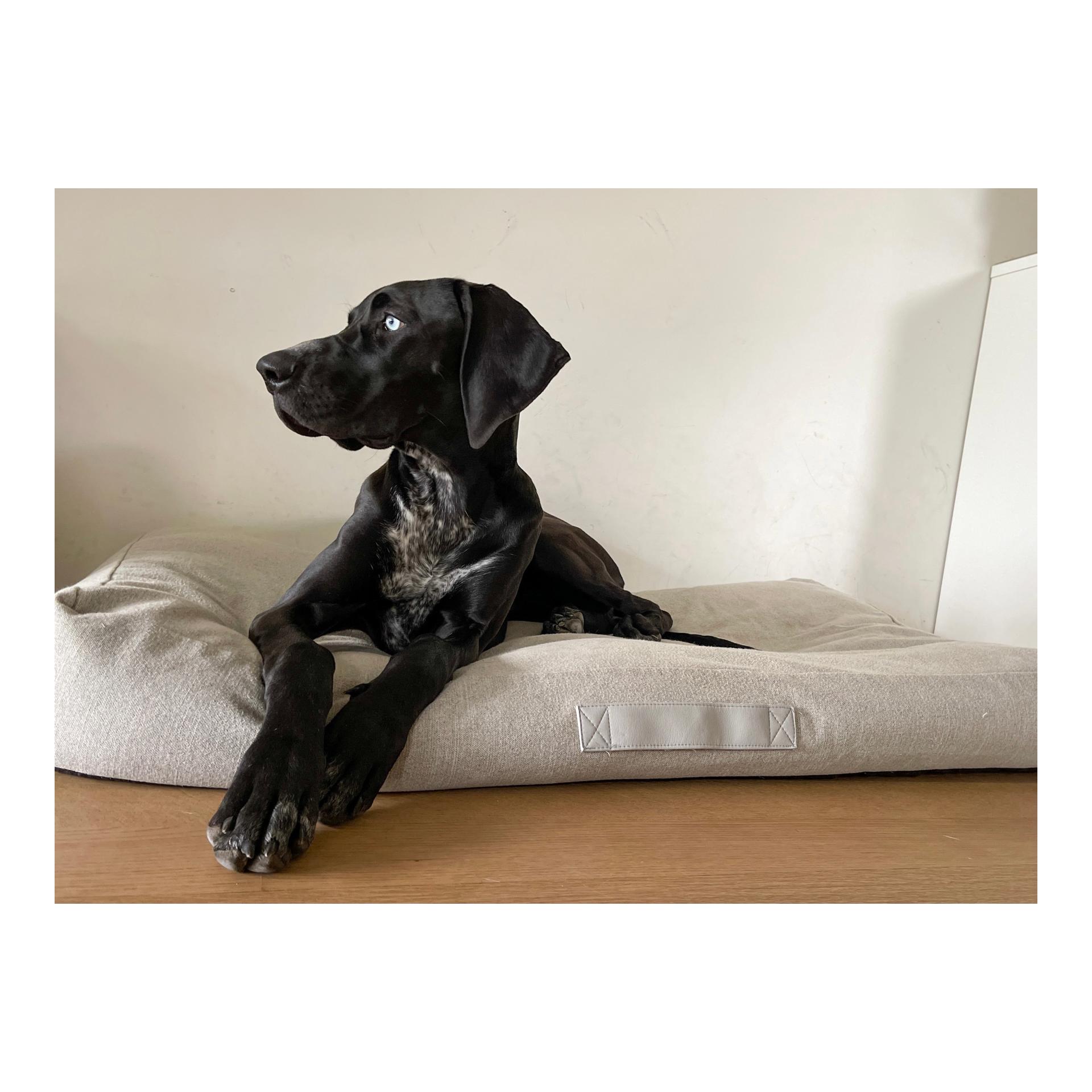 Hundekissen Sydney - steel Hundekissen Sydney - steel