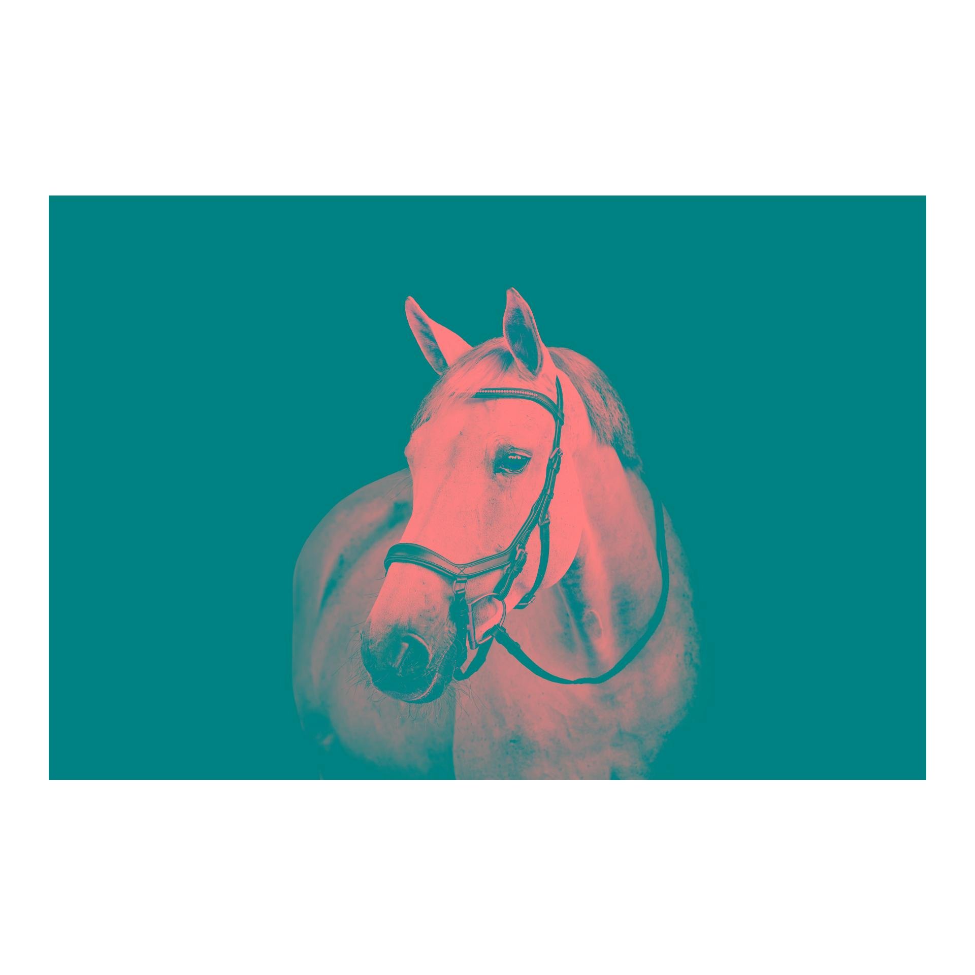 Horseware Bridon de compétition Micklem Diamante