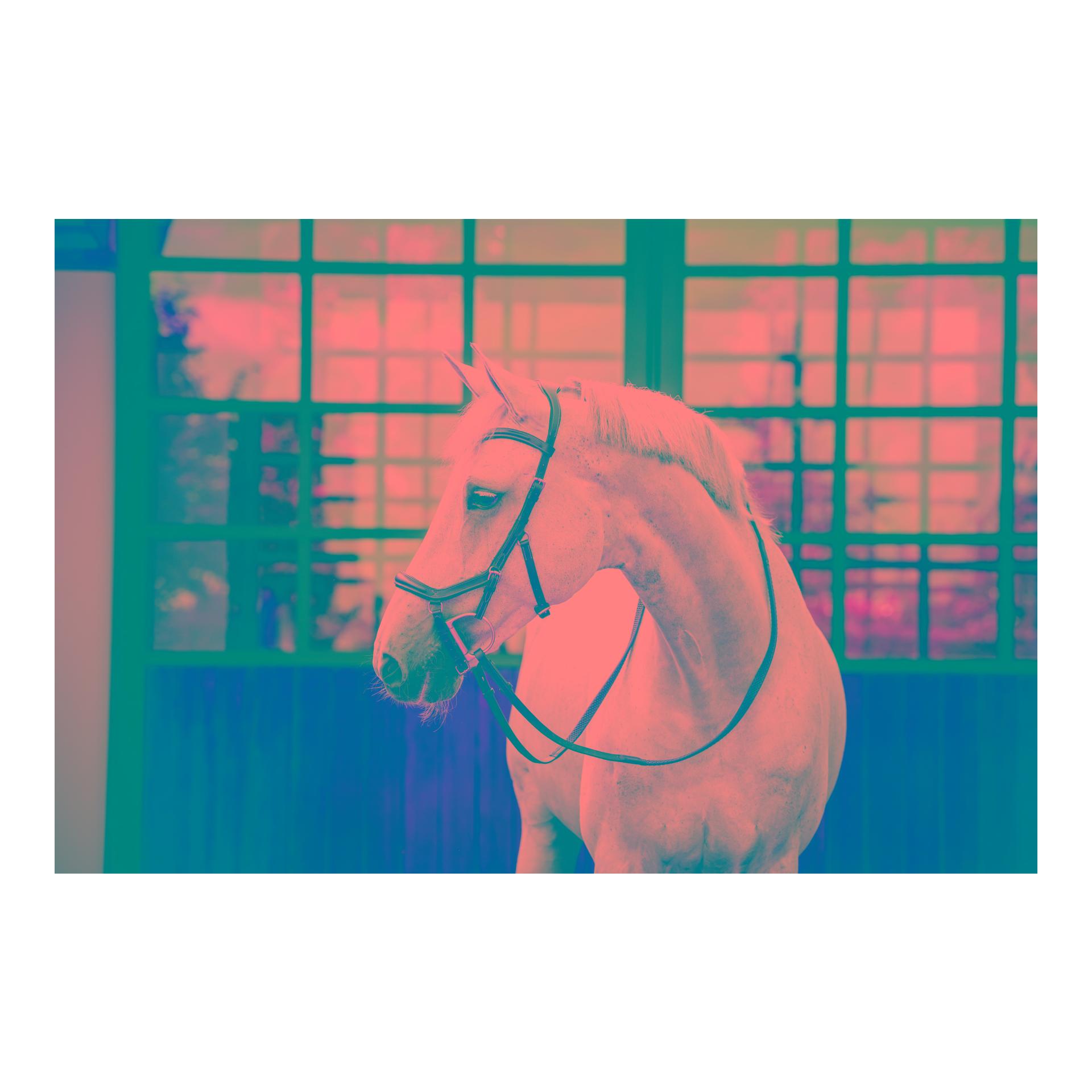 Bridon de compétition Micklem Deluxe