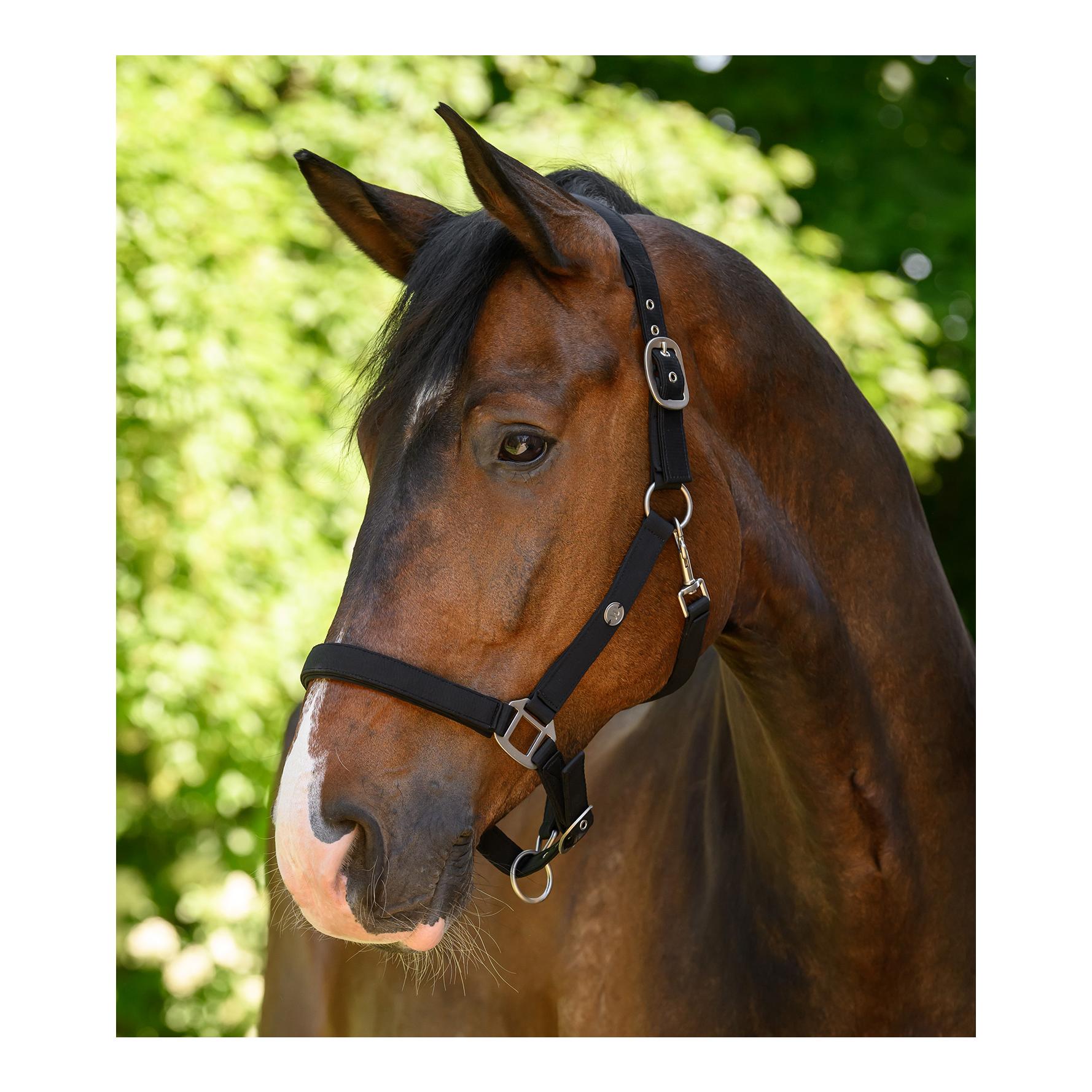 Waldhausen Halfter Trinidad