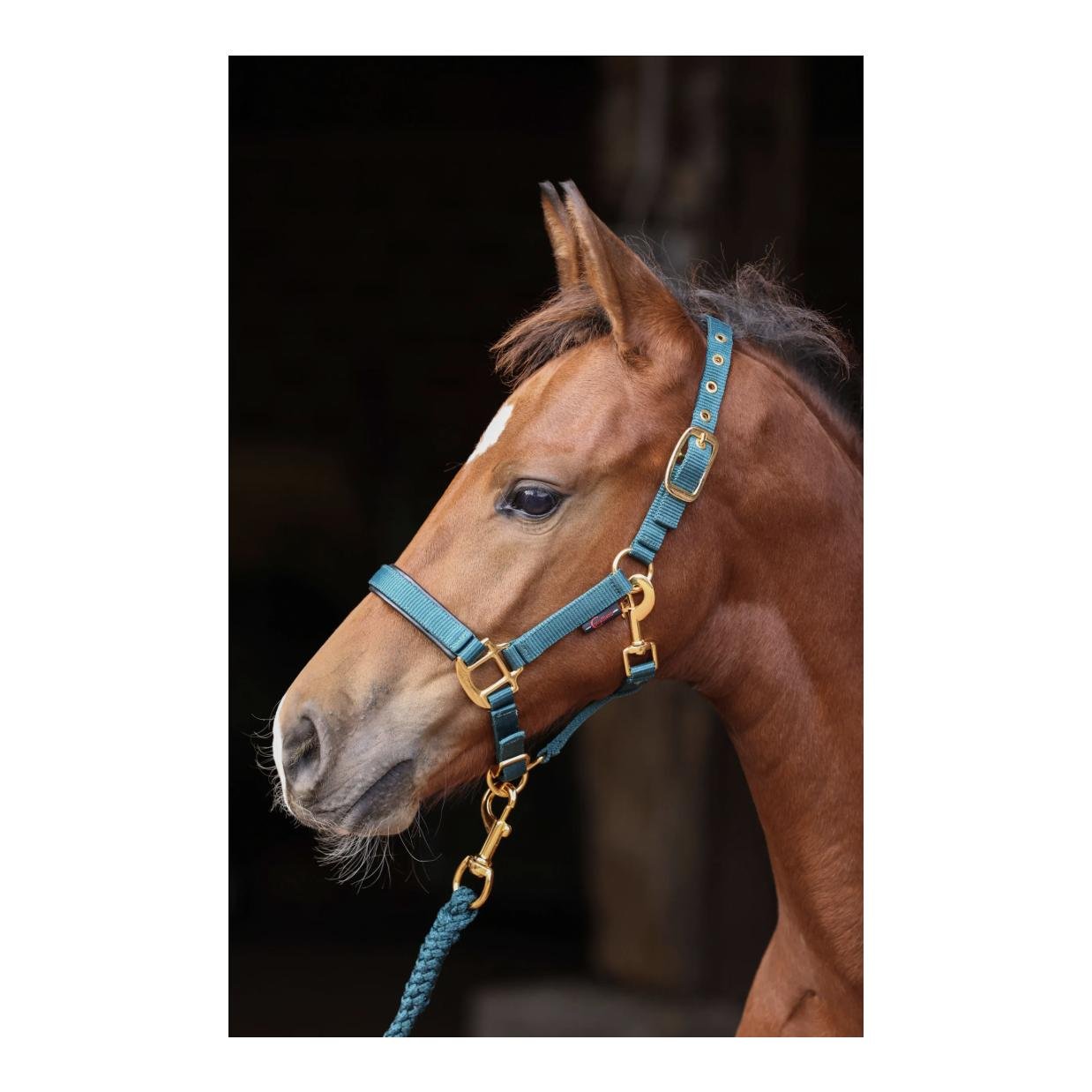 Kerbl Fohlenhalfter TopLine