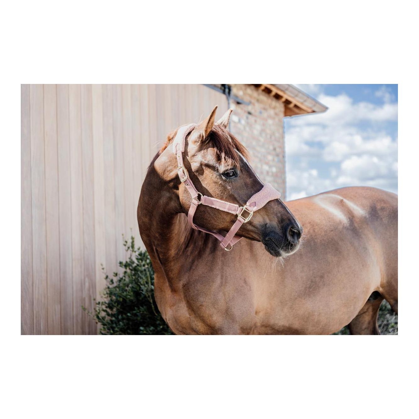 Halfter Teddy fleece