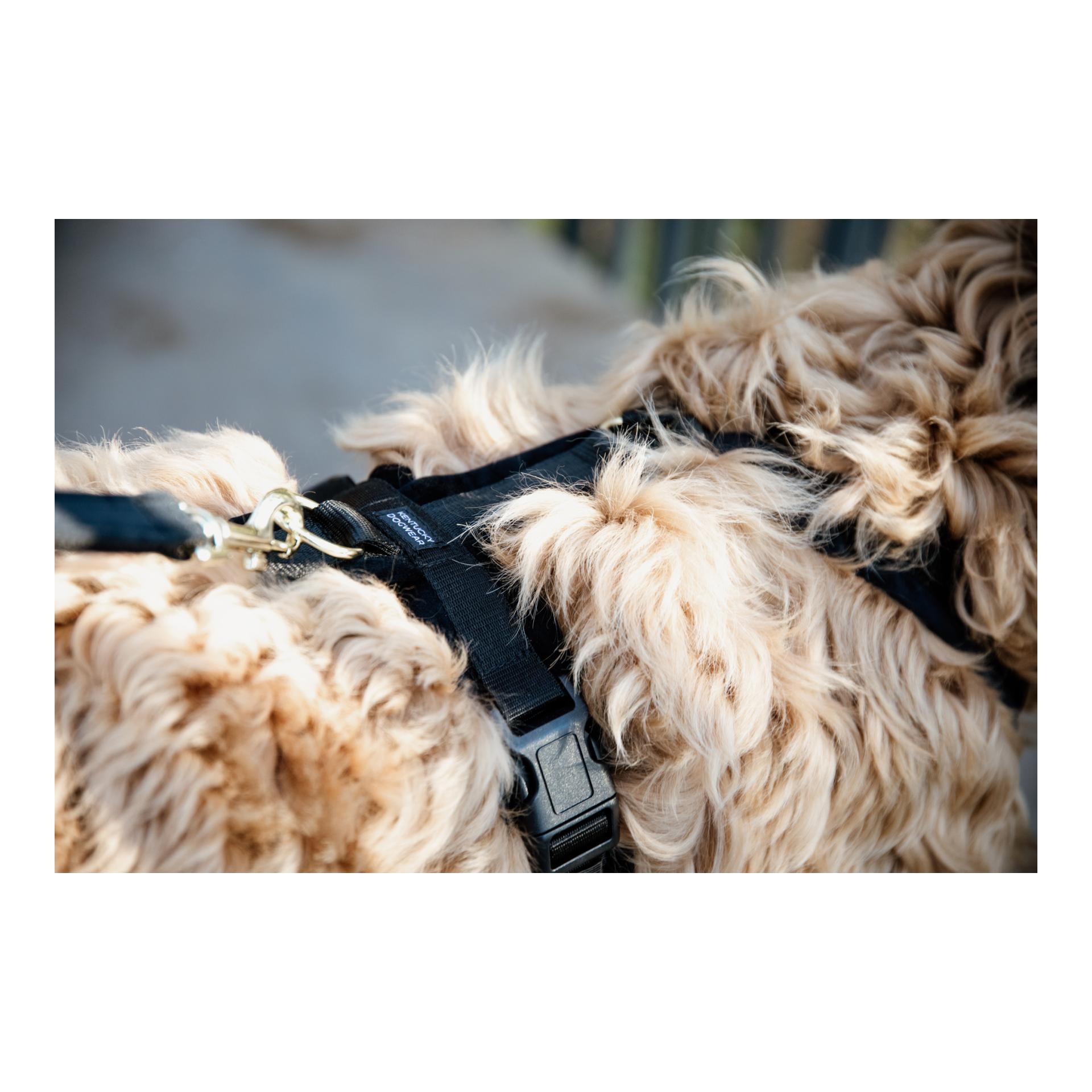 Harnais pour chien Active Velvet