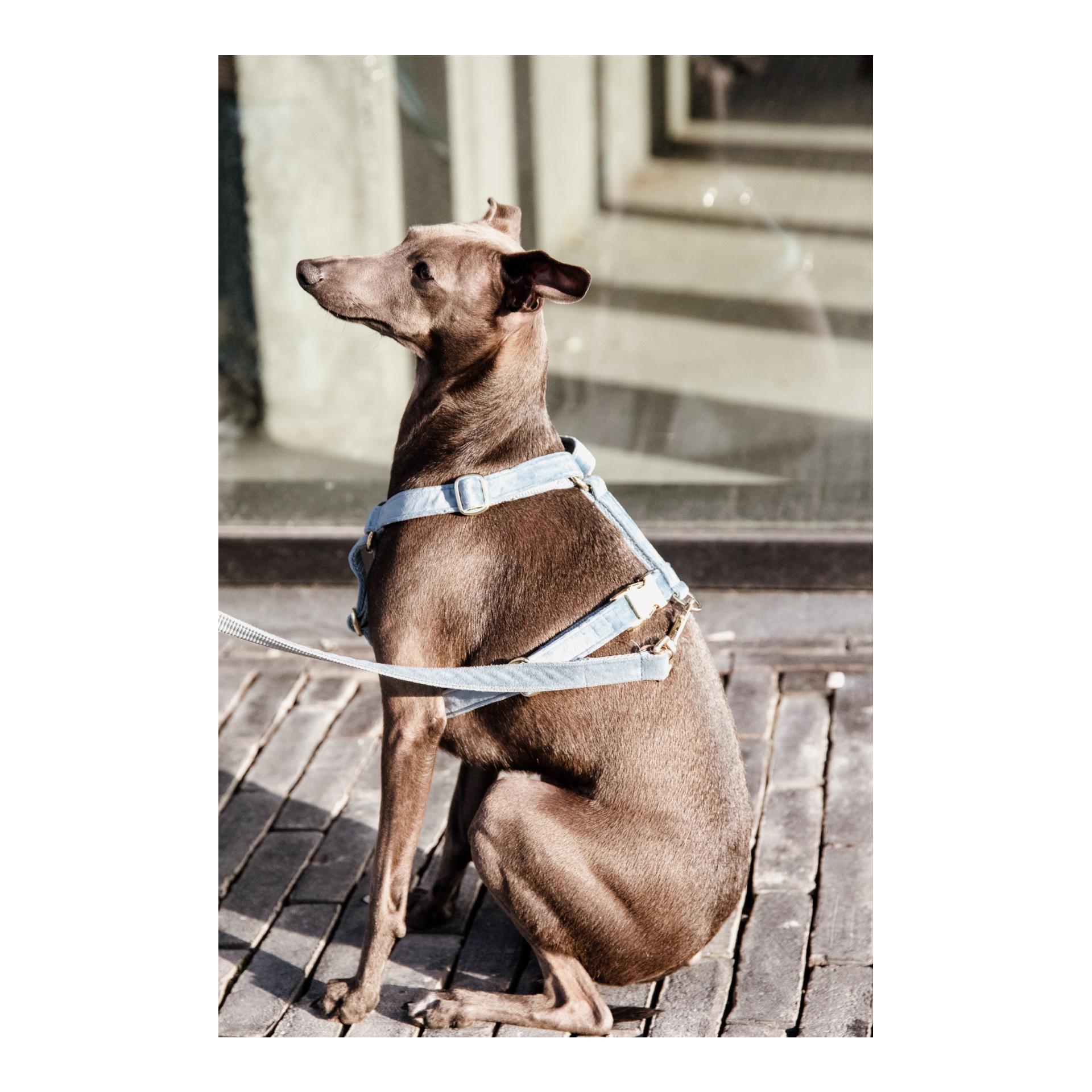 Hundegeschirr Loop Velvet - light blue Hundegeschirr Loop Velvet - light blue