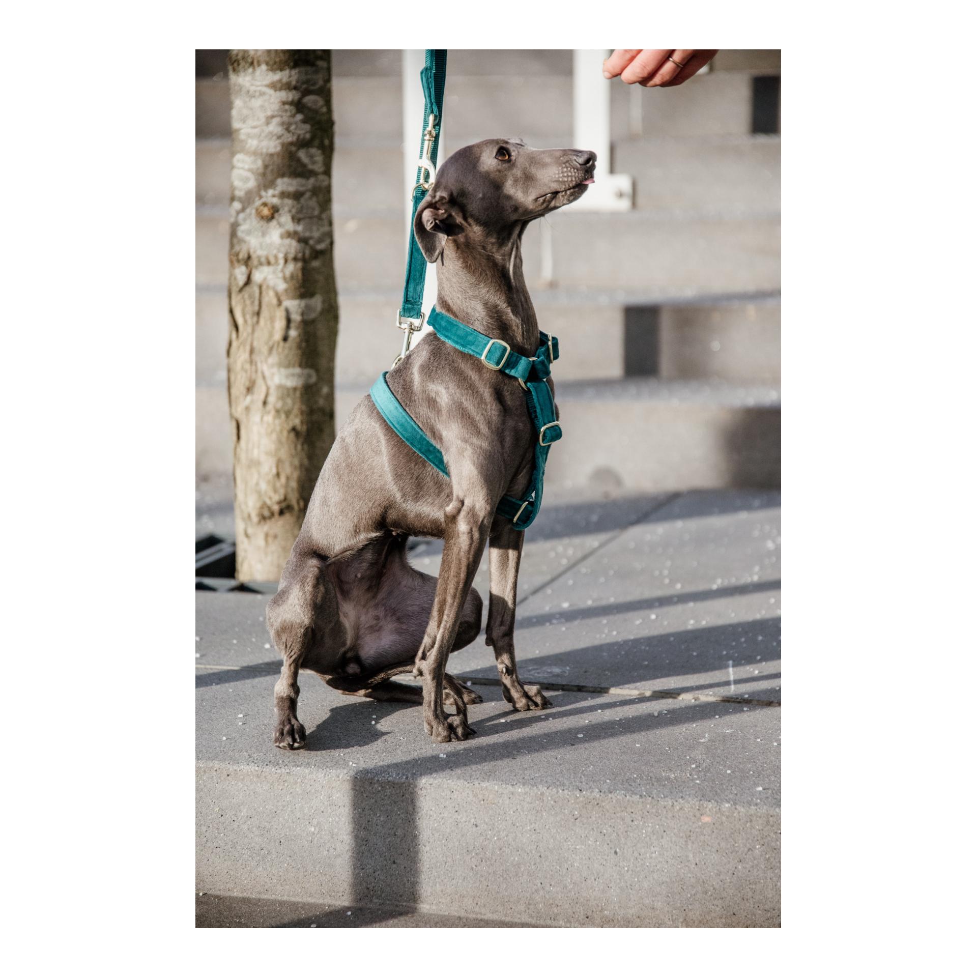 Hundegeschirr Loop Velvet - emerald Hundegeschirr Loop Velvet - emerald