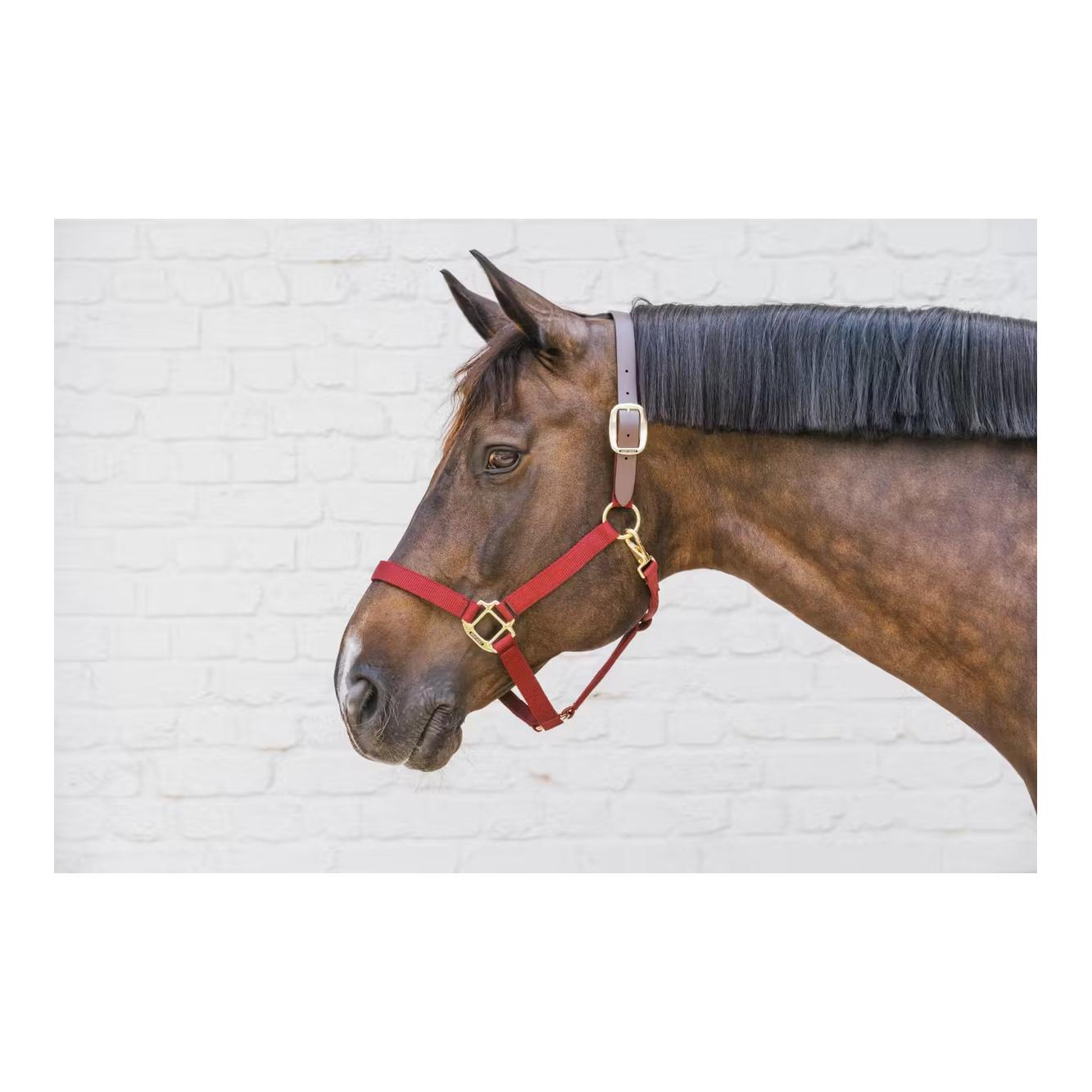 Nylon Halfter Breakaway Nylon Halfter Breakaway