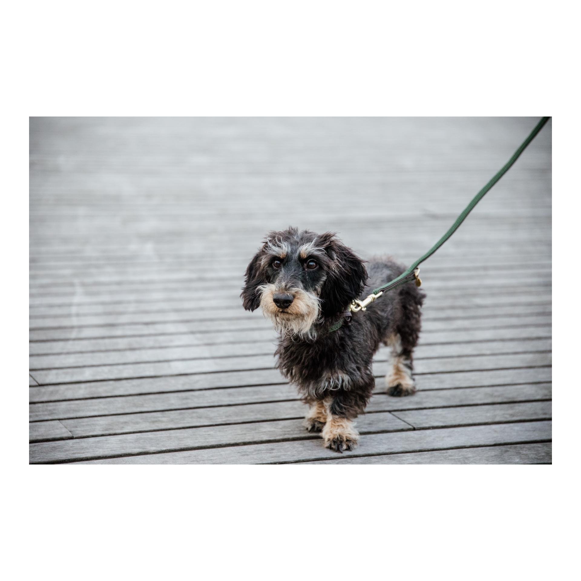 Hundehalsband Nylon geflochten - olive green Hundehalsband Nylon geflochten - olive green