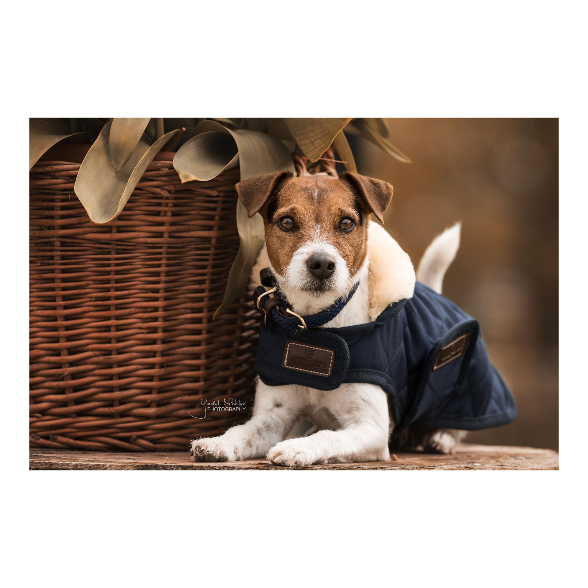 Hundehalsband Nylon geflochten - navy Hundehalsband Nylon geflochten - navy