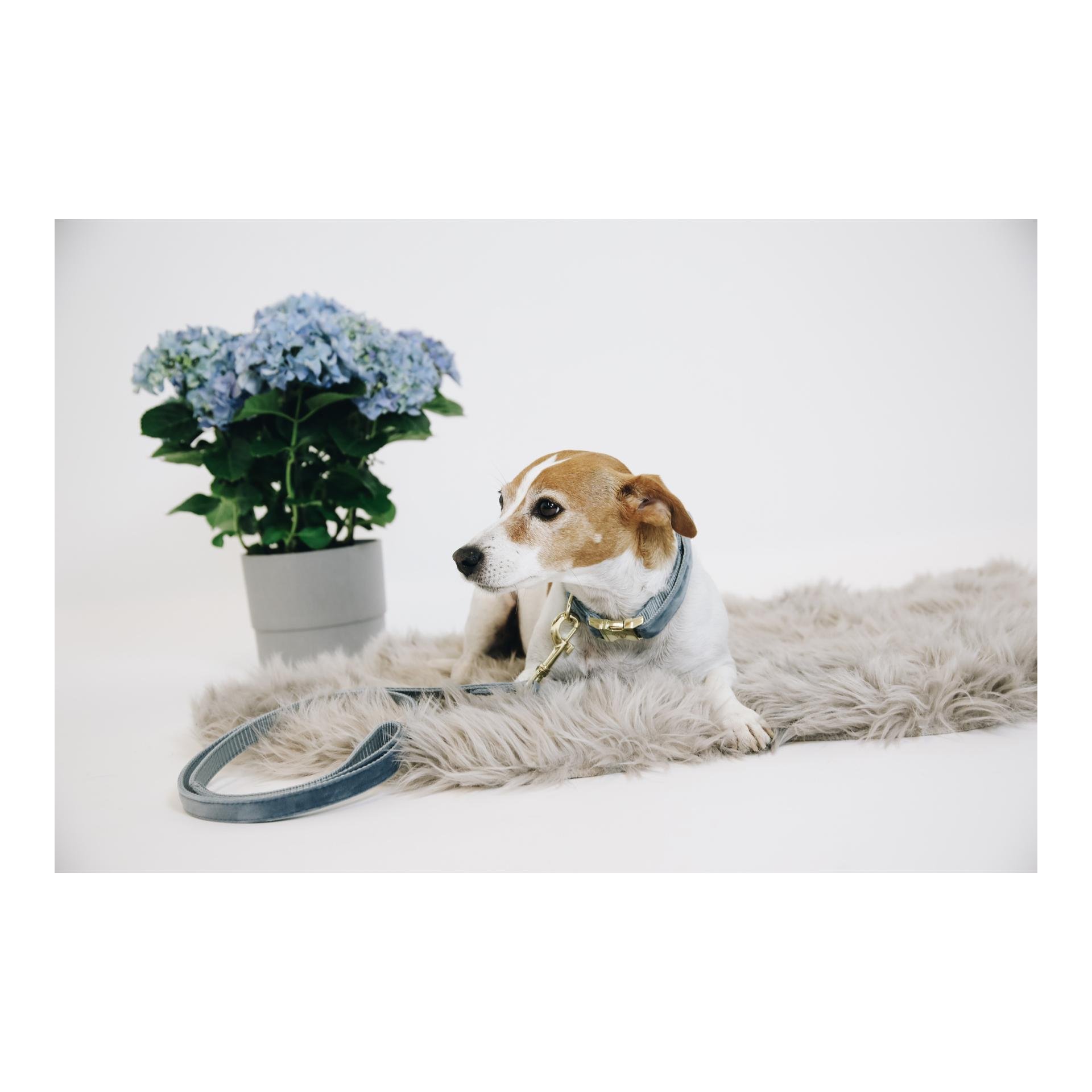 Hundeleine Velvet - light blue Hundeleine Velvet - light blue