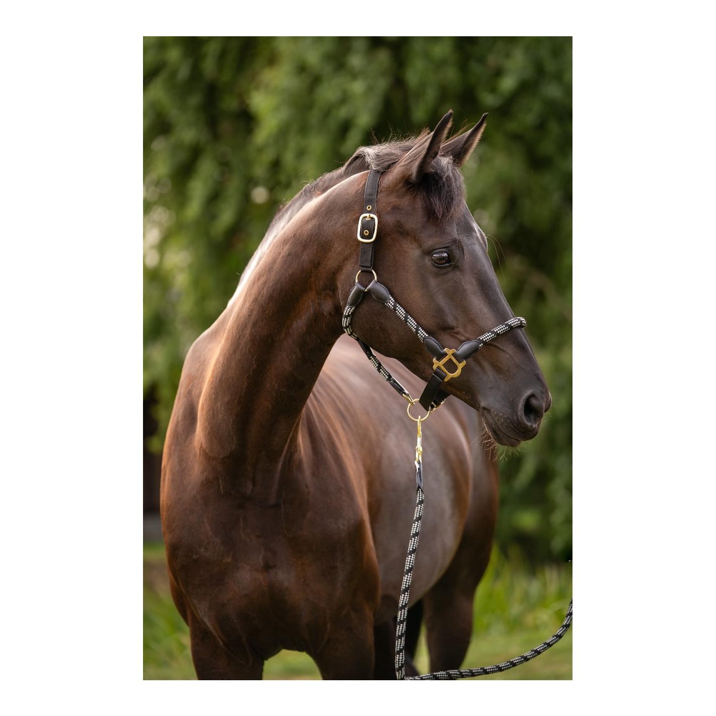 HKM Halfter Limone Sportive