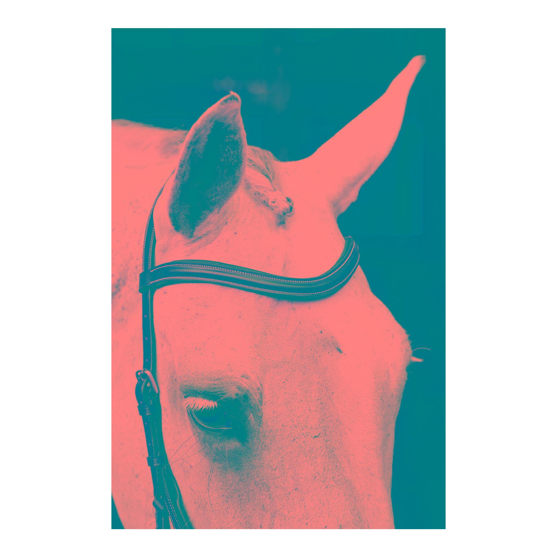 Horseware Zaum Micklem Deluxe