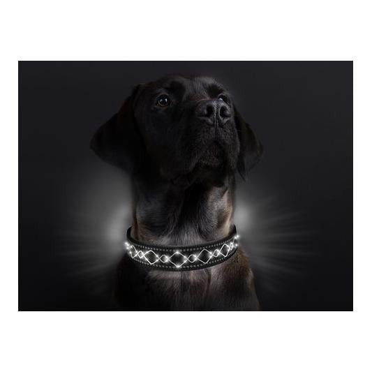 Collier lumineux pour chien "Beauty"