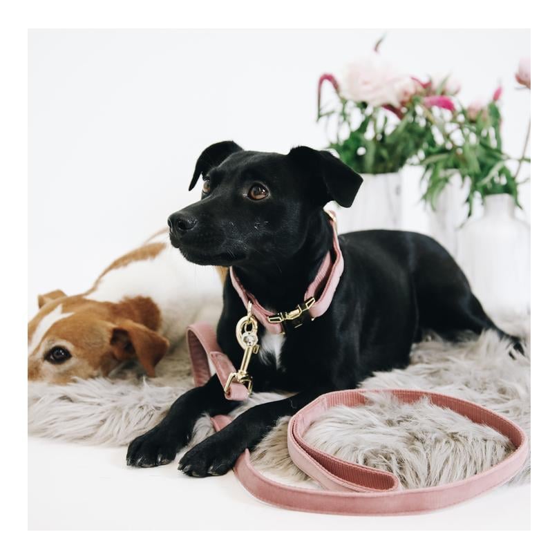 Hundehalsband velvet - old rose Hundehalsband velvet - old rose