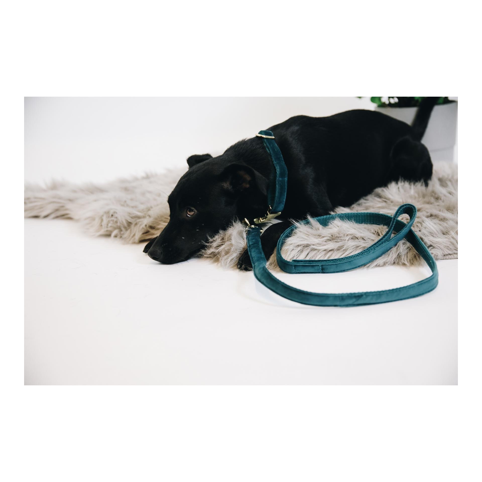 Hundeleine Velvet - emerald Hundeleine Velvet - emerald
