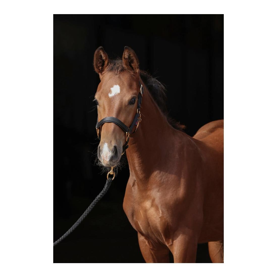 Kerbl Fohlenhalfter TopLine