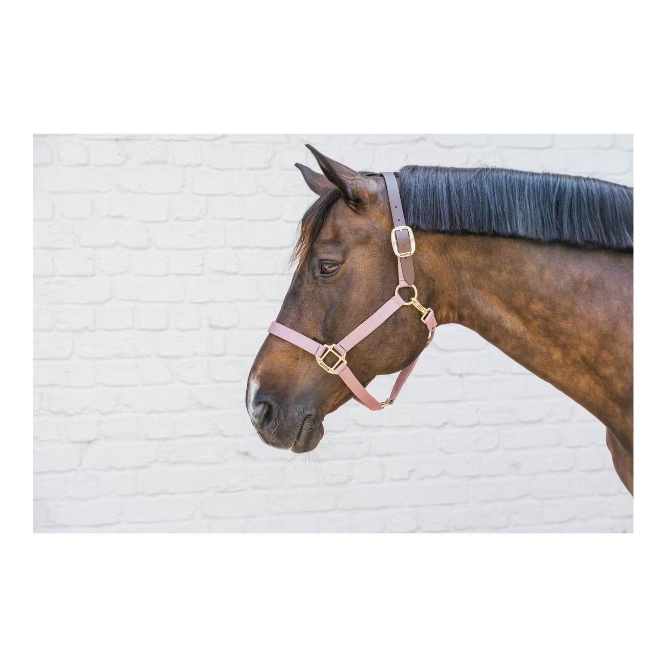 Nylon Halfter Breakaway Nylon Halfter Breakaway