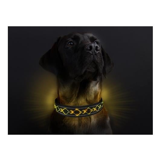 Collier lumineux pour chien "Beauty"