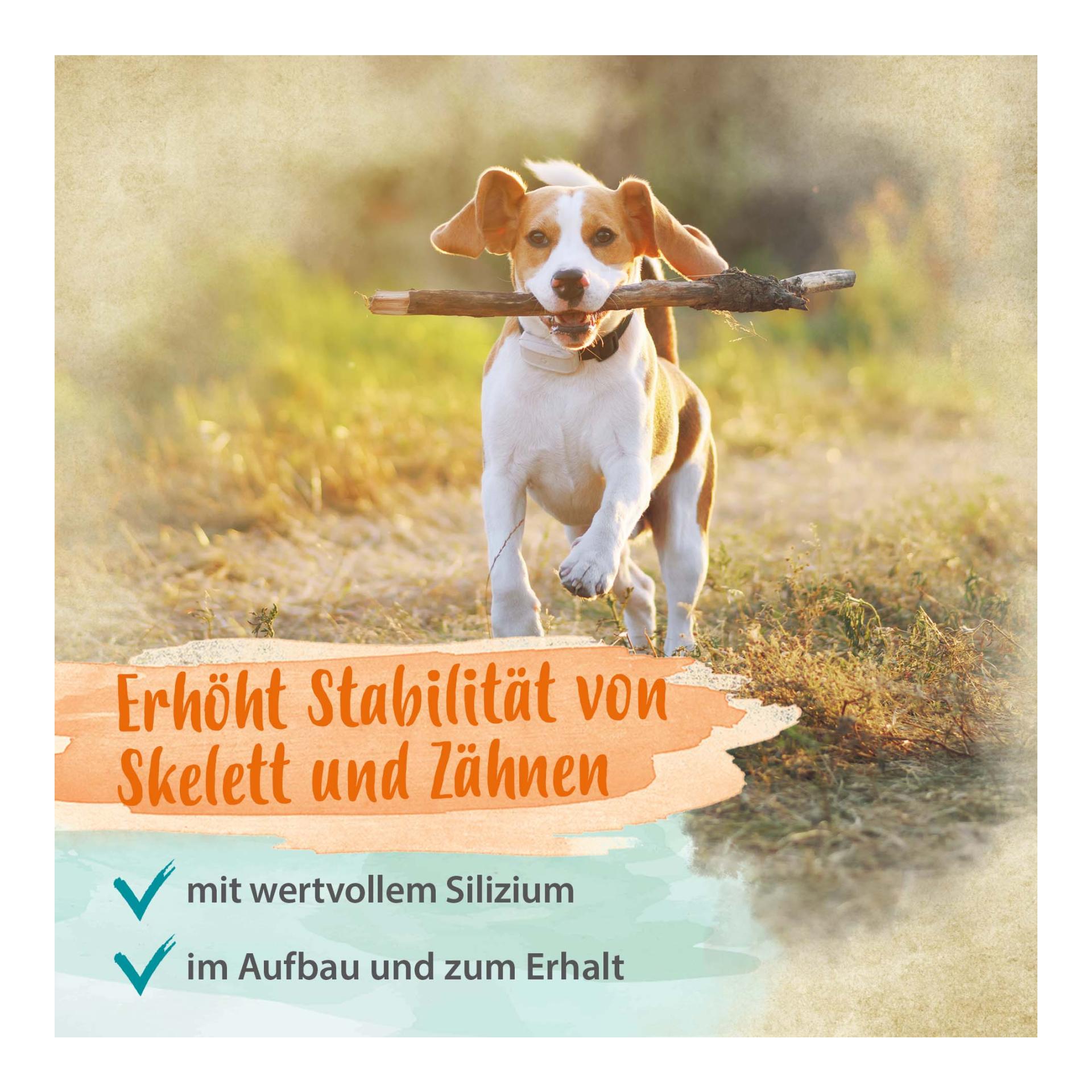 Mineral Forte - wichtige Mineralien & Vitamine für Abwehrkräfte, Haut & Fell