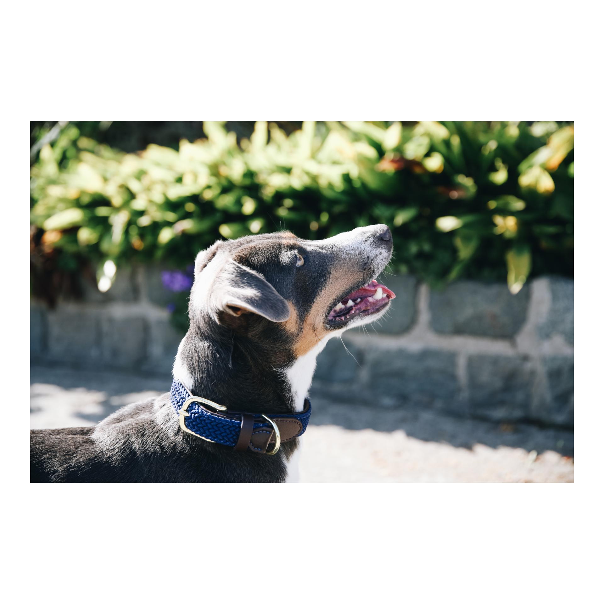Hundehalsband Nylon geflochten - navy Hundehalsband Nylon geflochten - navy