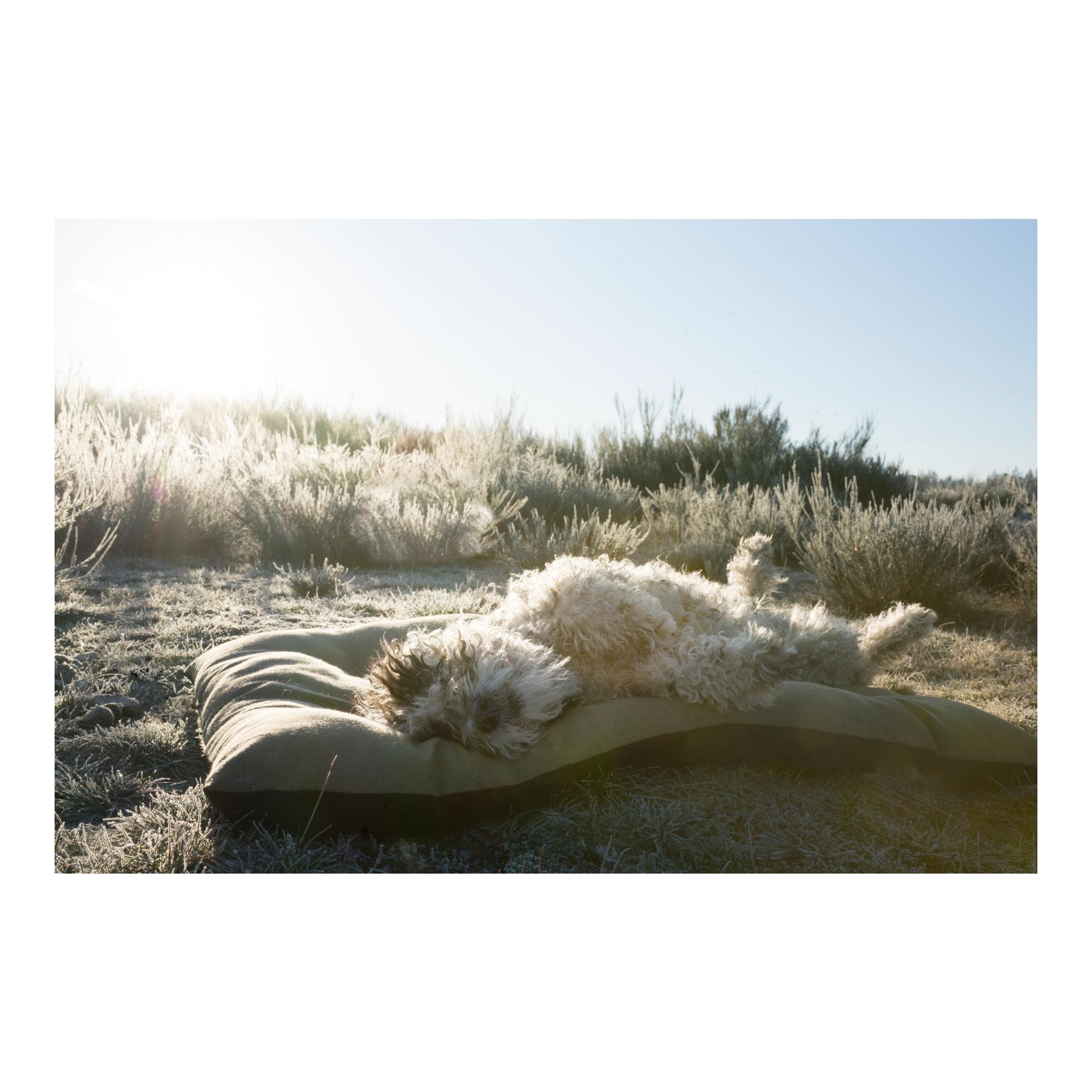 Cloud 7 Hundekissen RESC7UE