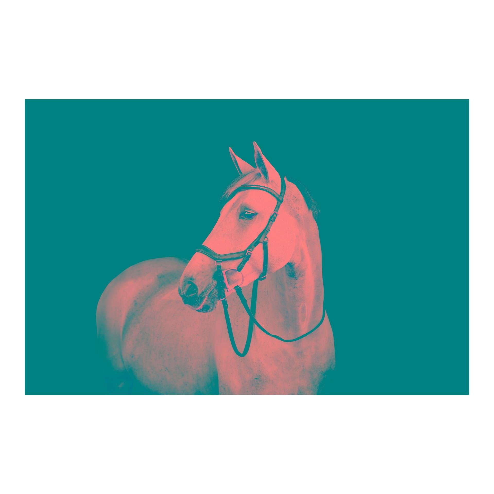 Zaum Micklem Diamante