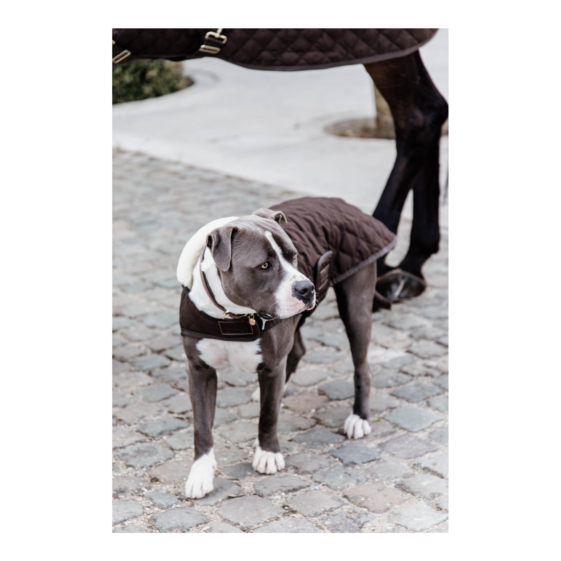 Hundemantel Original - brown Hundemantel Original - brown