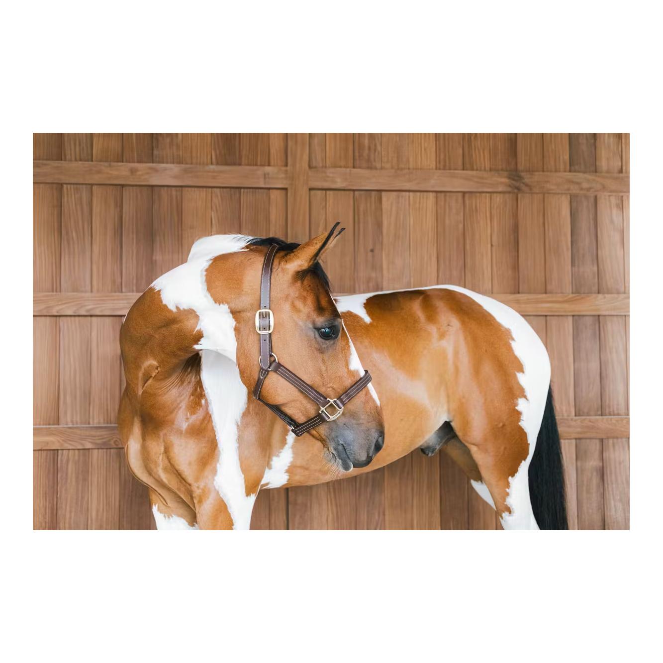 Leder Halfter Wellington Leder Halfter Wellington