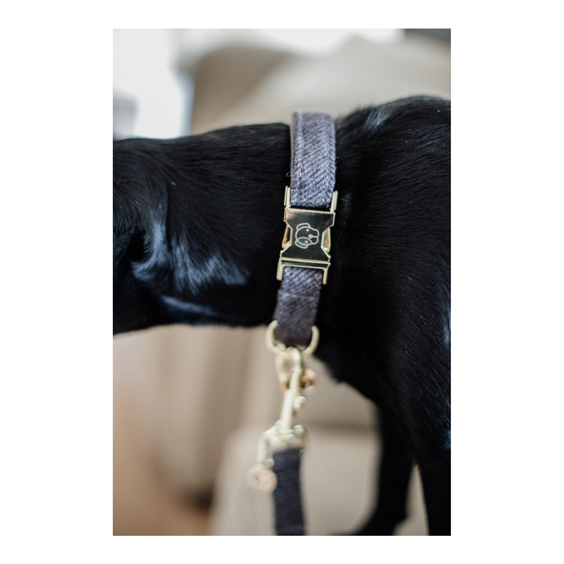 Hundehalsband Wool - grau Hundehalsband Wool - grau