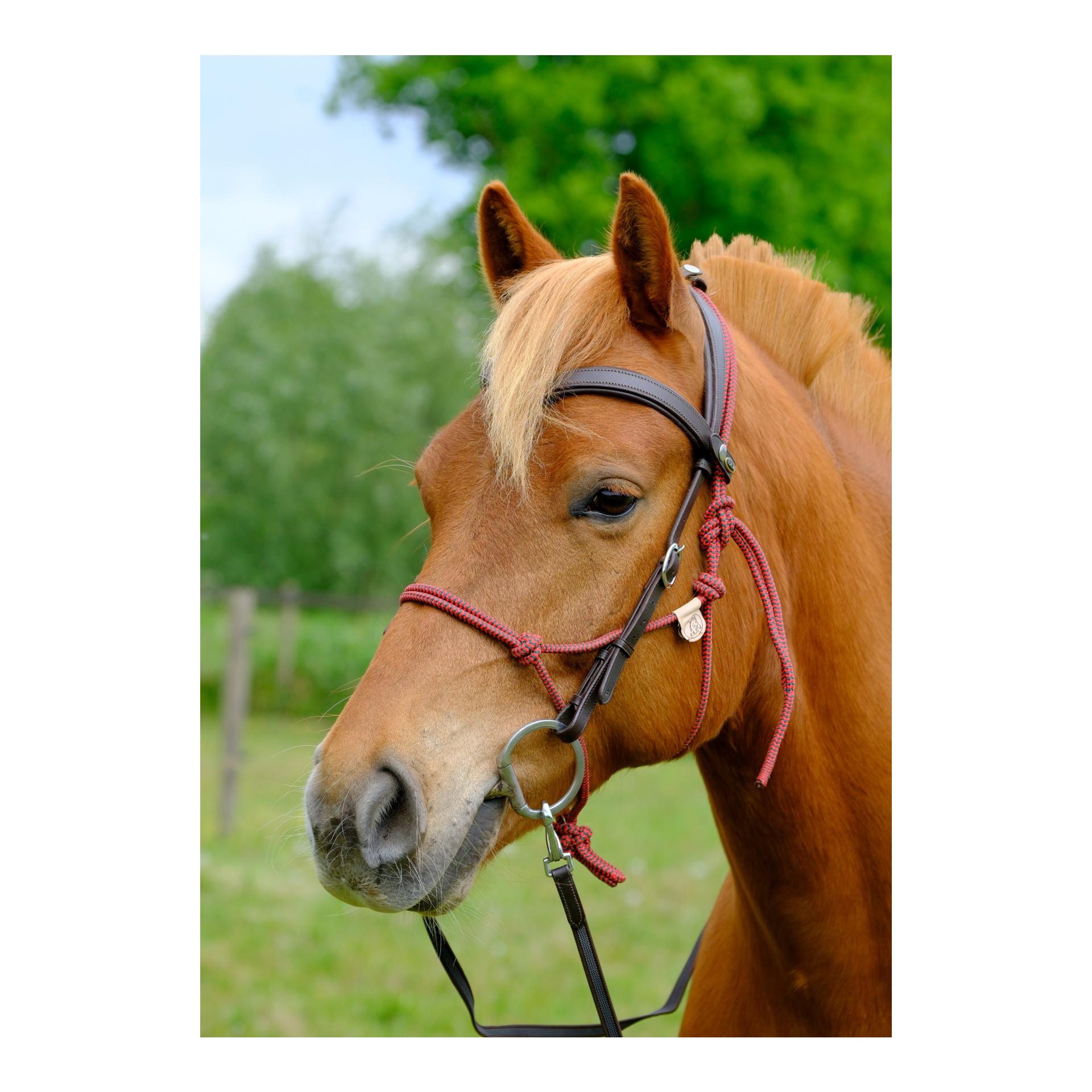 F.R.A Campari Kombitrense