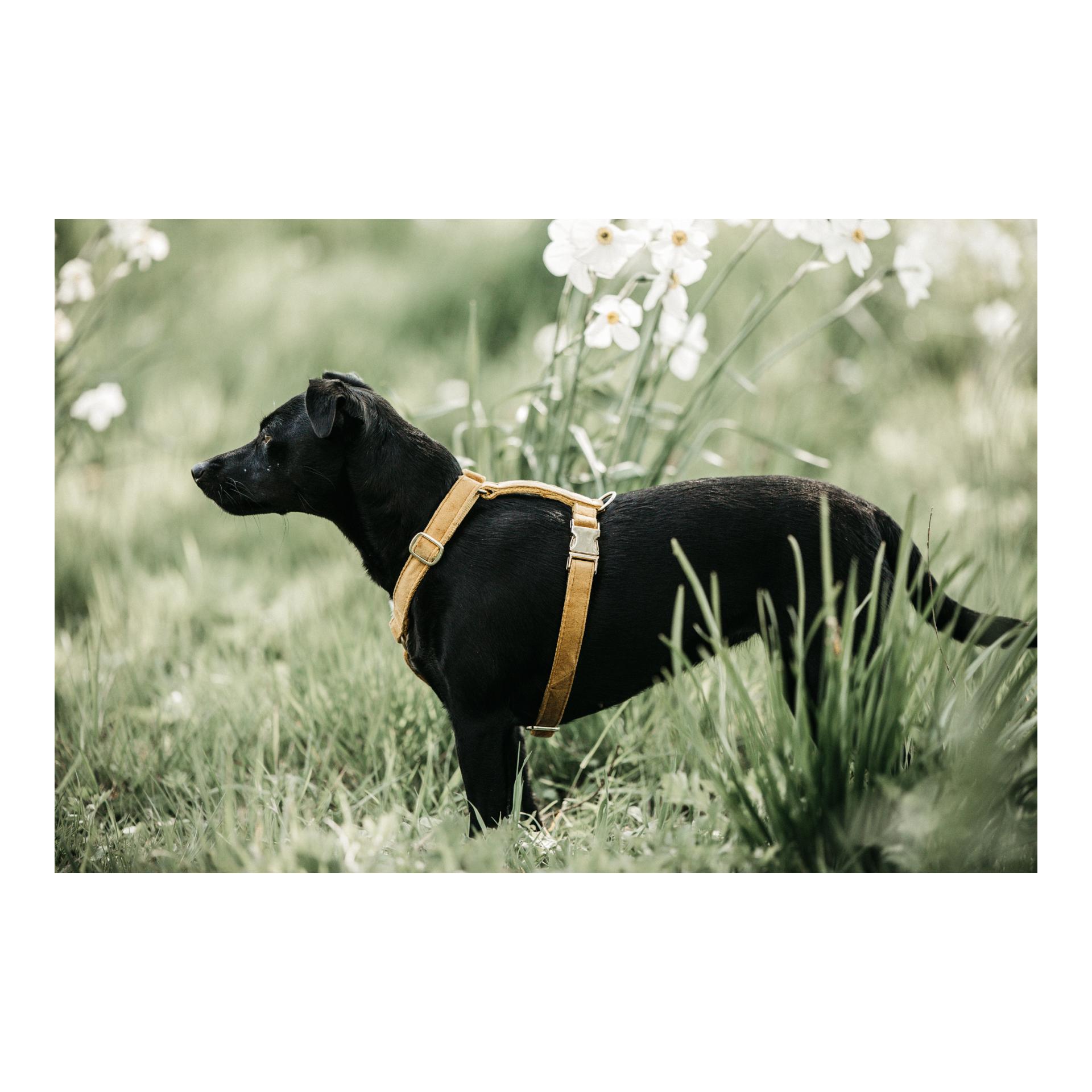 Hundegeschirr Loop Velvet - mustard Hundegeschirr Loop Velvet - mustard