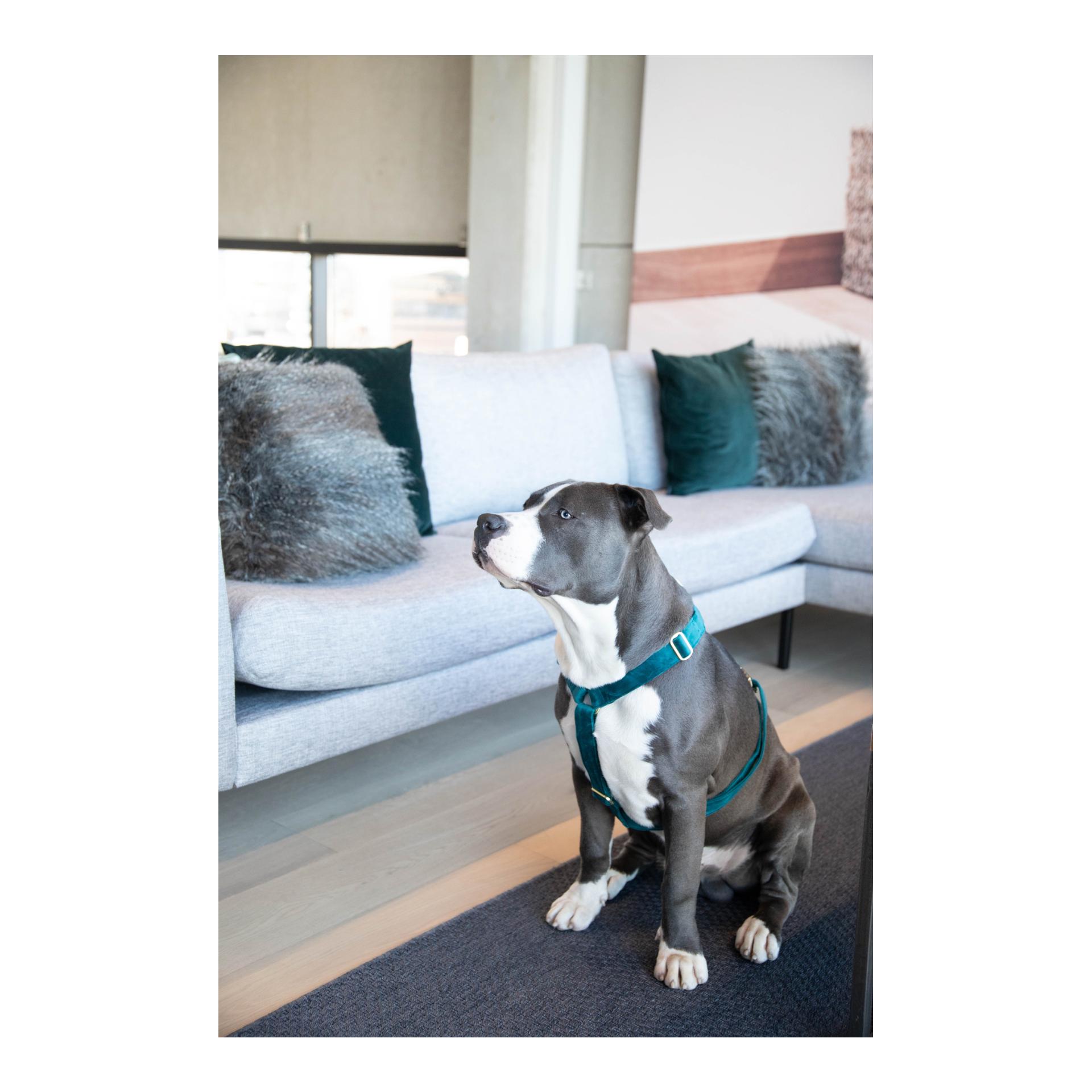 Hundegeschirr Loop Velvet - emerald Hundegeschirr Loop Velvet - emerald