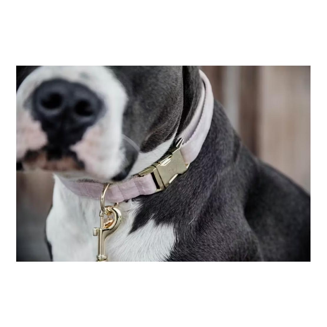 Kentucky Dogwear Hundehalsband velvet