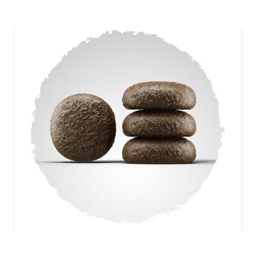 Nourriture sèche Festival pour les chiens difficiles