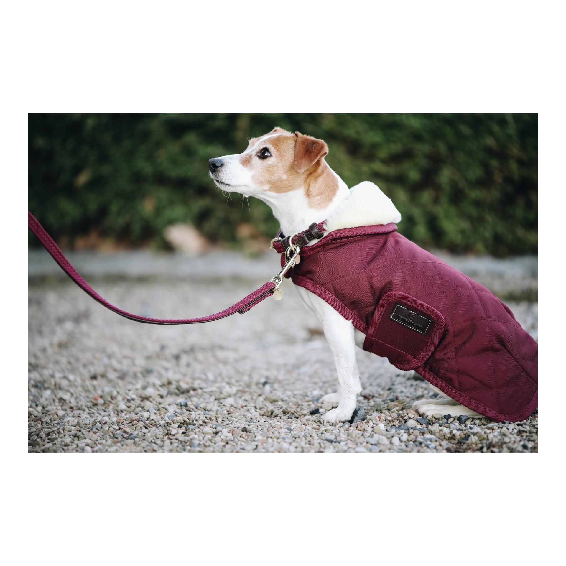 Hundeleine Nylon geflochten - bordeaux Hundeleine Nylon geflochten - bordeaux