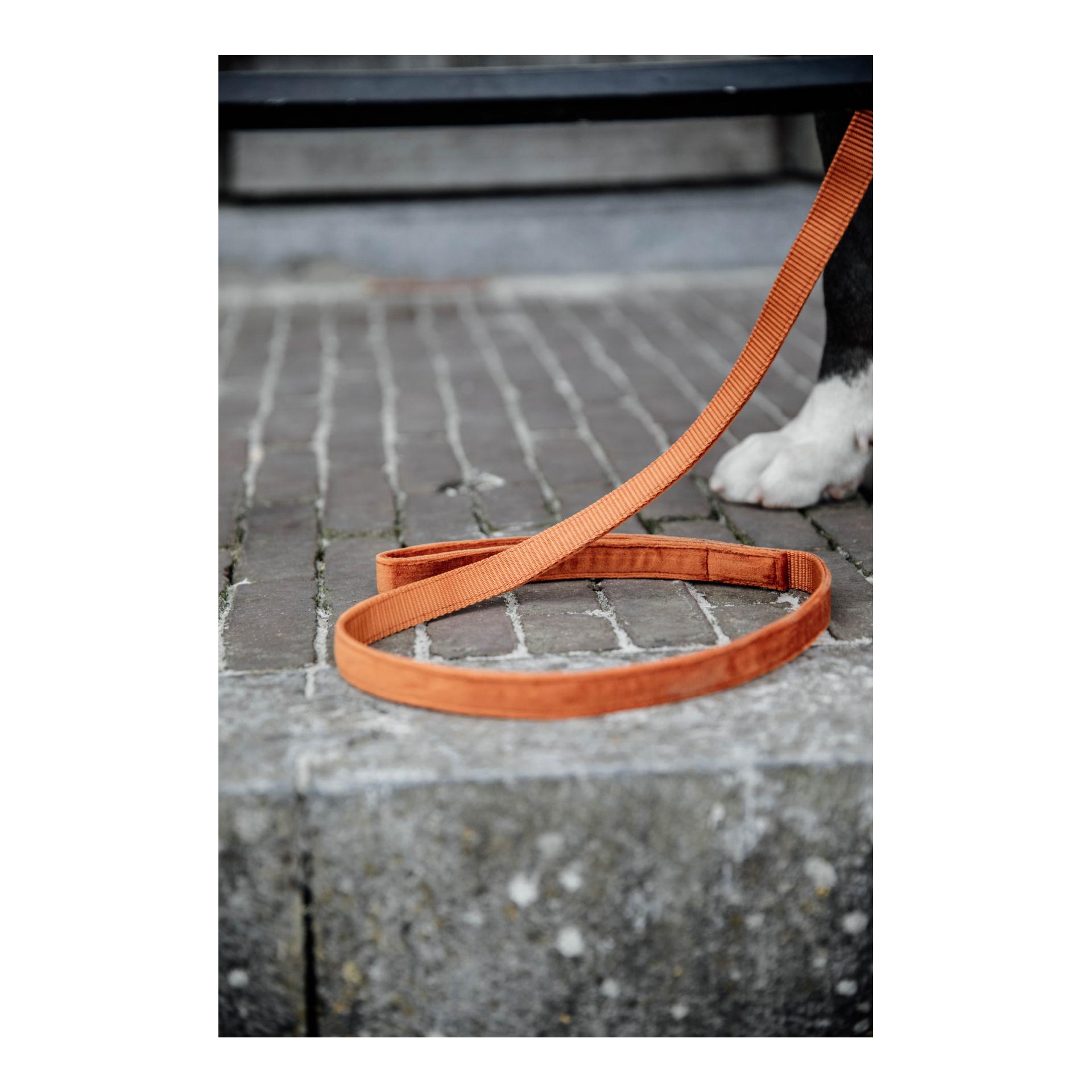 Kentucky Dogwear Laisse pour chien Velvet