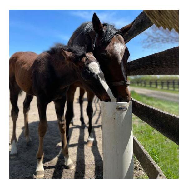 Lister DRINKING POST Abreuvoirs résistants au gel sans électricité