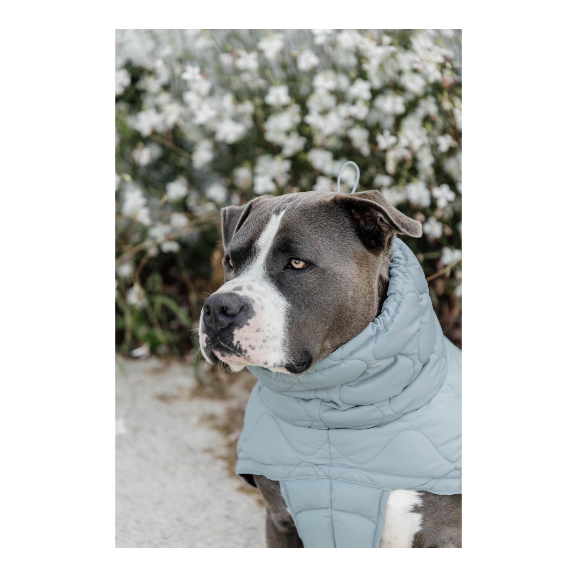 Manteau pour chien Pina - 160g