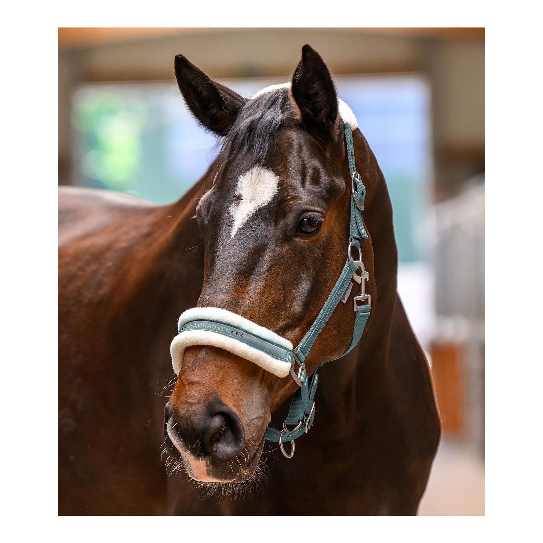 Waldhausen Halfter Elegant