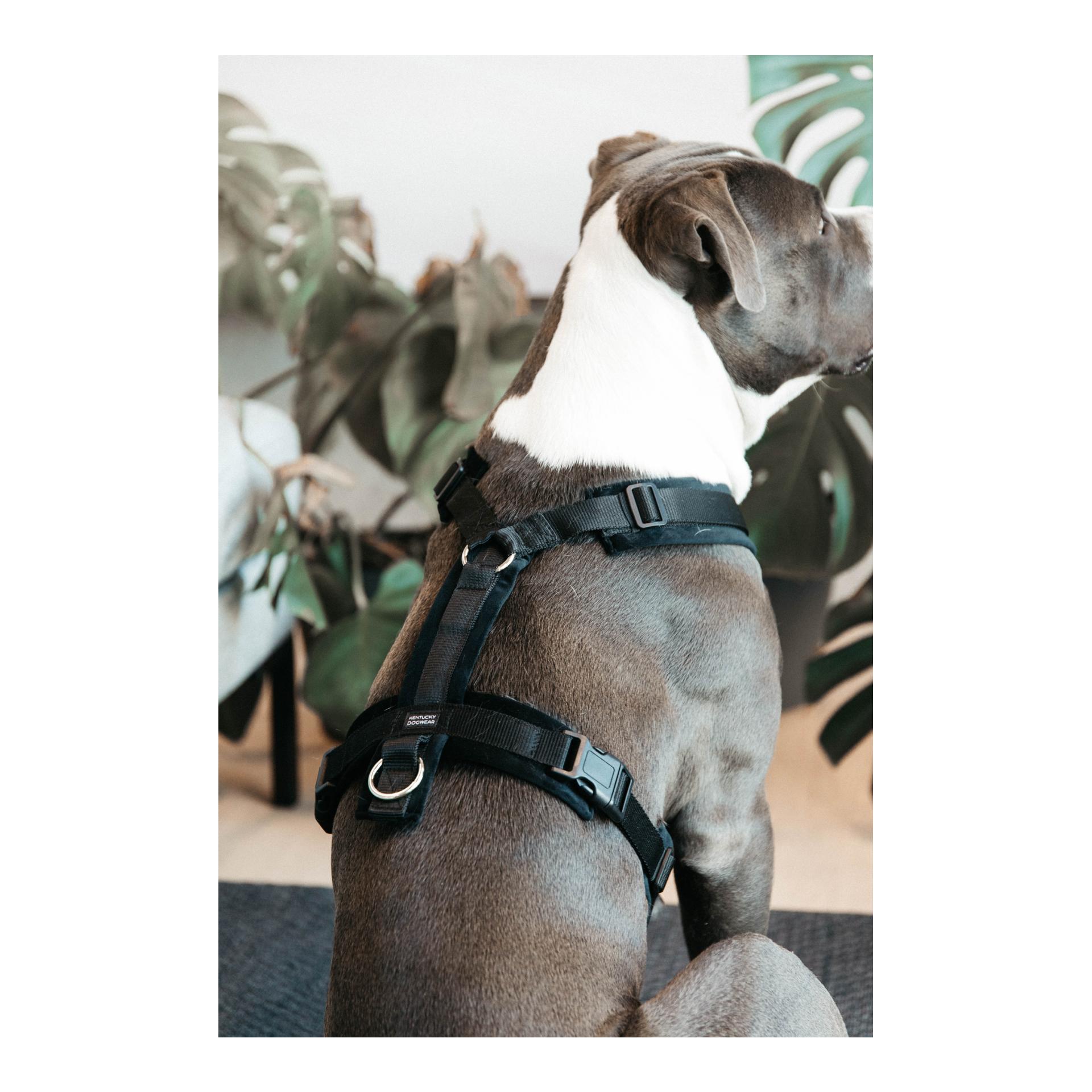 Harnais pour chien Active Velvet