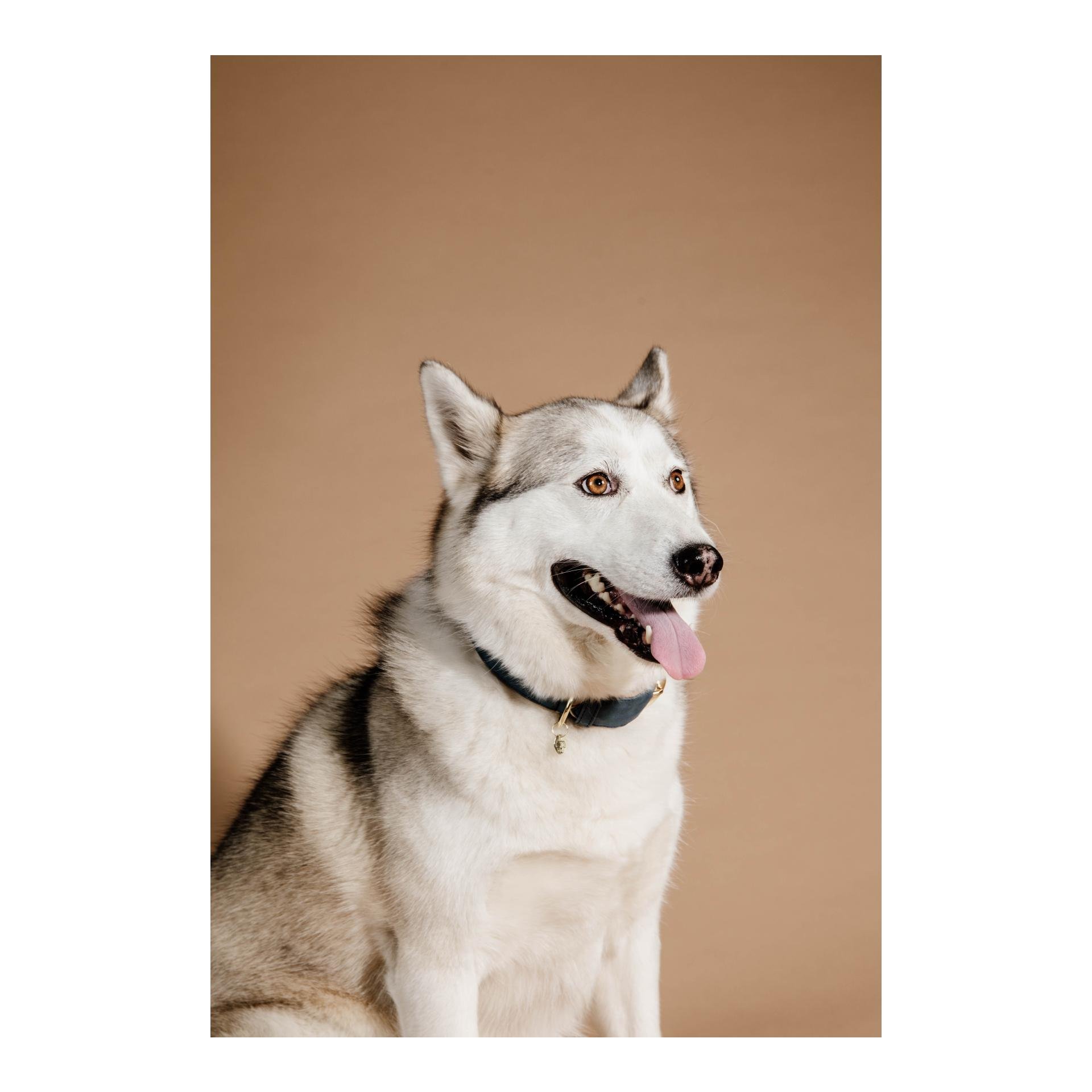 Hundehalsband Soft Vegan Leather Hundehalsband Soft Vegan Leather