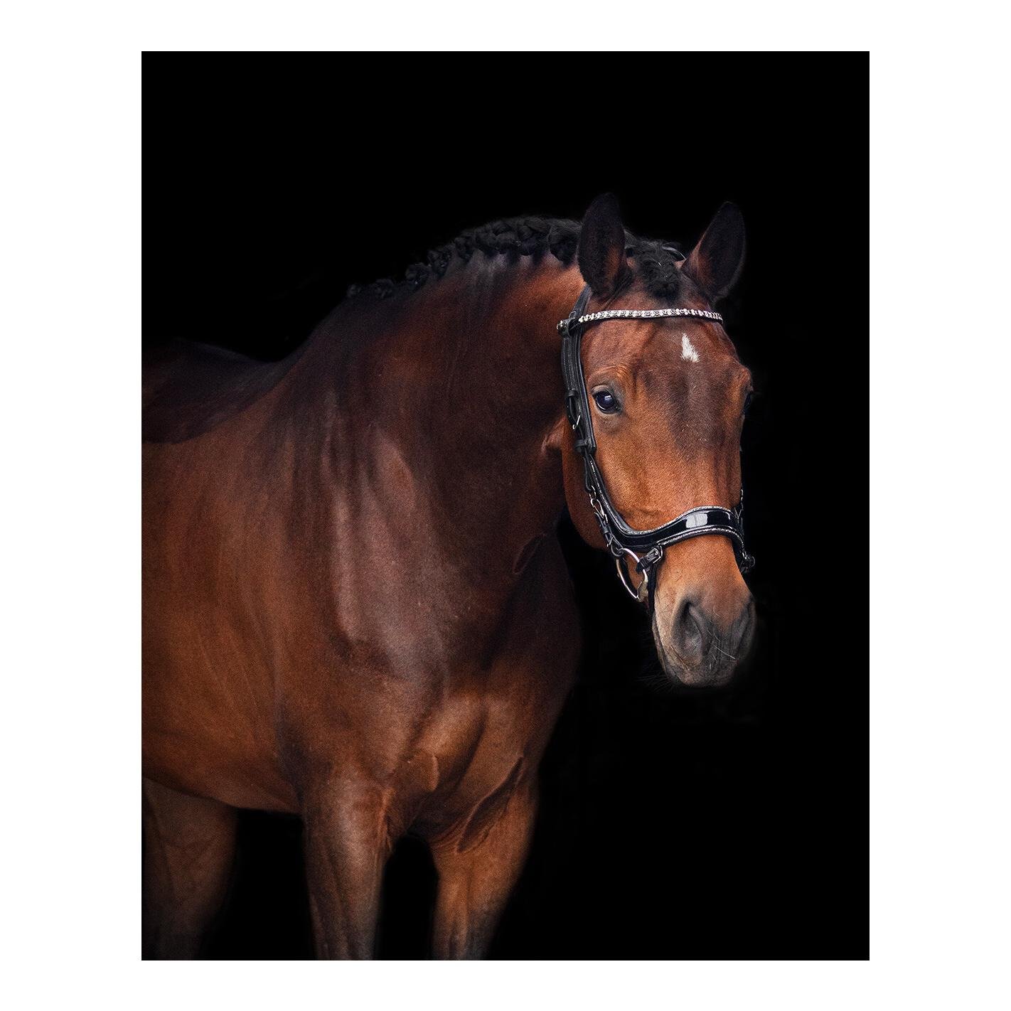 Zaum FaySport Glitter Zaum FaySport Glitter
