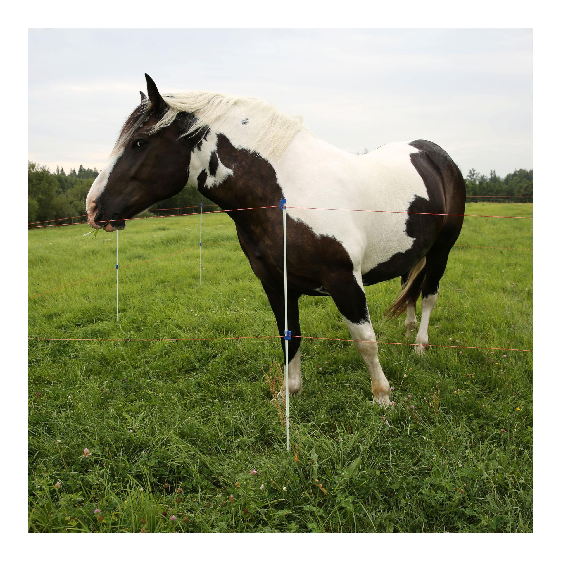 Piquet professionnel en fibre de verre BLUE - 10 pièces