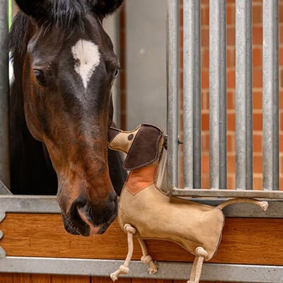 stall-Tierwohl_Komfort