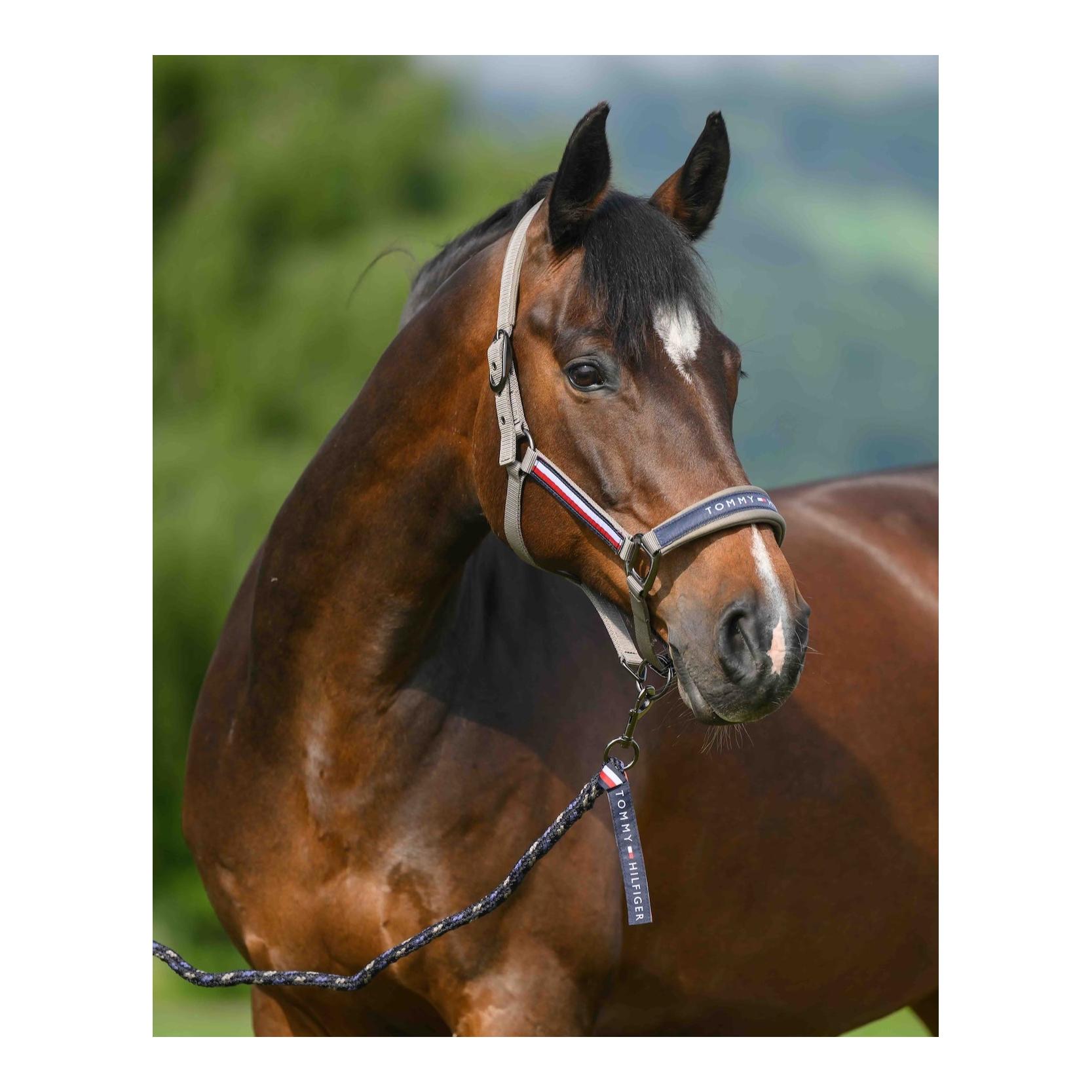 Yale Set Halfter Führstrick