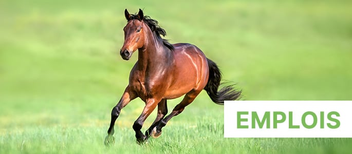 reitsport_ch-jobs-FR