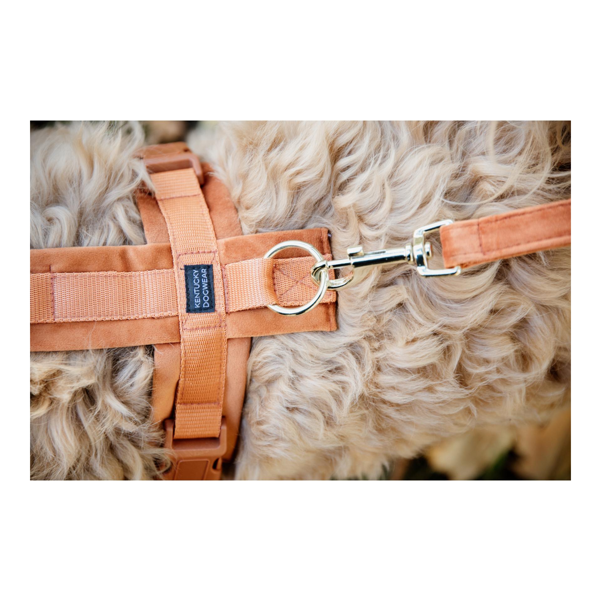 Harnais pour chien Active Velvet